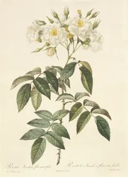 Rosa Moschata Flora Semi-Pleno